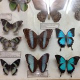 ［タイ］チェンマイの昆虫博物館で一生分の昆虫を見てきた。